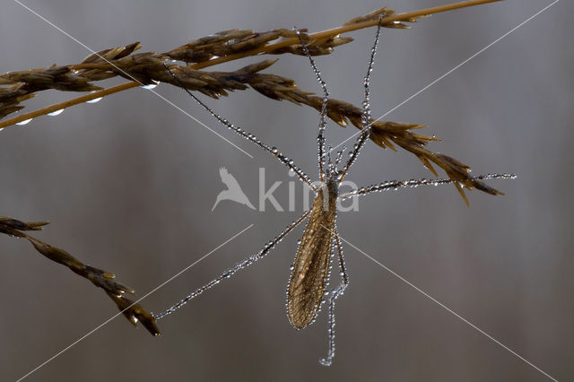 Langpootmug (Tipula sp.)