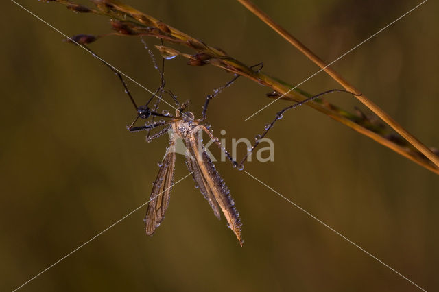 cranefly (Tipula sp.)