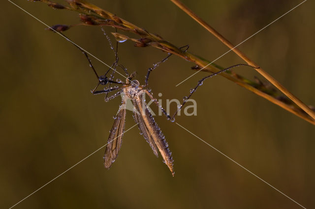 Langpootmug (Tipula sp.)