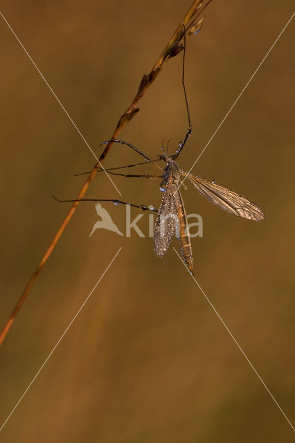 Langpootmug (Tipula sp.)