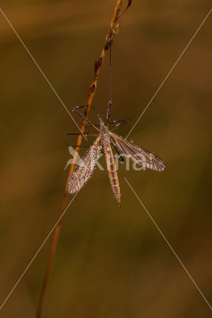 Langpootmug (Tipula sp.)