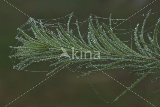 Larch (Larix)