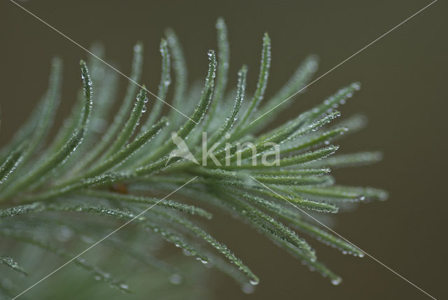 Larch (Larix)