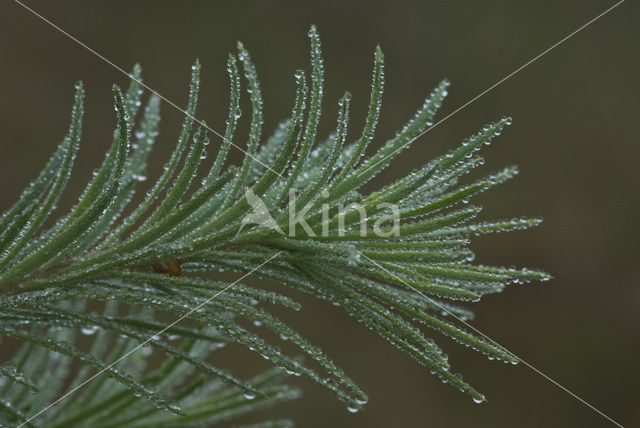 Larch (Larix)