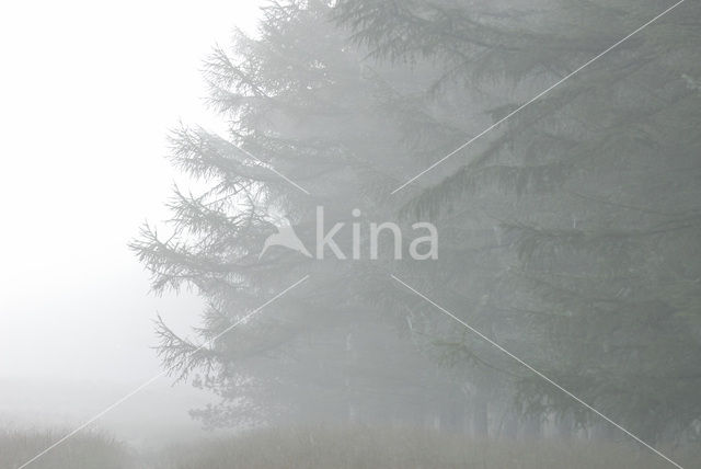 Lork (Larix)