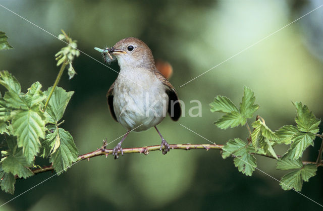 Common Nightingale (Luscinia megarhynchos)