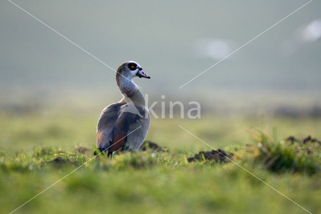 Egyptian Goose (Alopochen aegyptiaca)