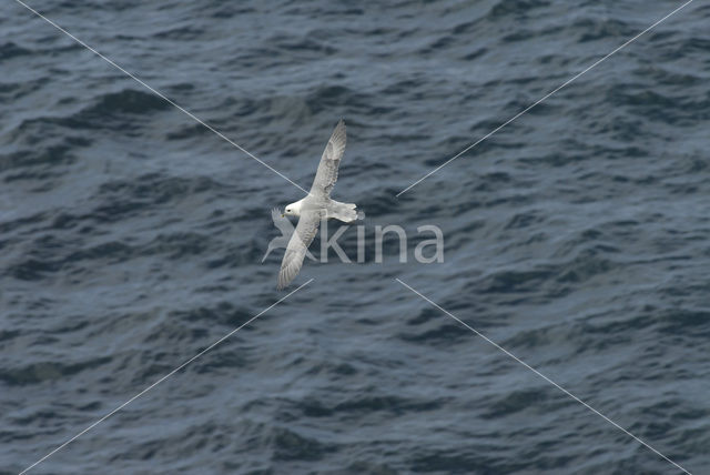 Northern Fulmar (Fulmarus glacialis)