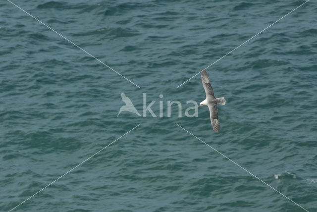 Noordse Stormvogel (Fulmarus glacialis)