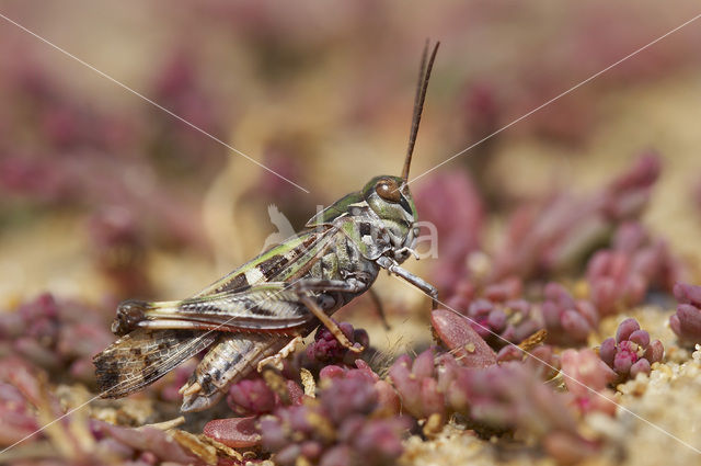 Oedaleus decorus