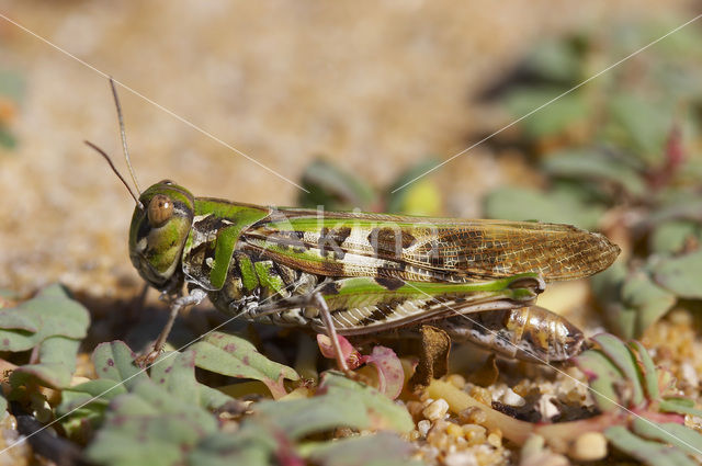 Oedaleus decorus