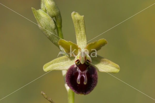 Ophrys argensonensis