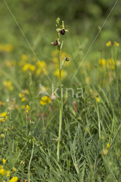 Ophrys argensonensis