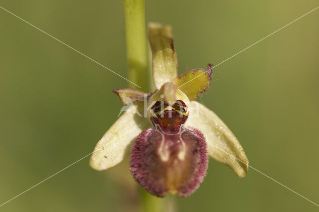 Ophrys argensonensis