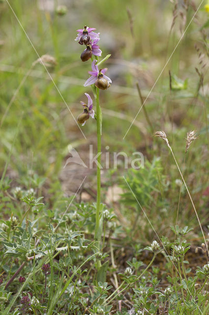 Ophrys aveyronensis