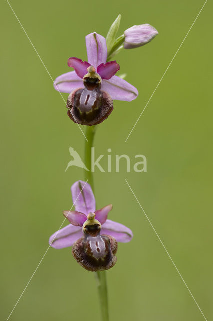 Ophrys aveyronensis