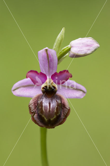 Ophrys aveyronensis