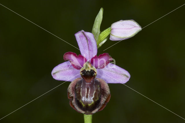 Ophrys aveyronensis