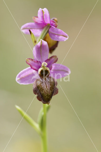 Ophrys aveyronensis