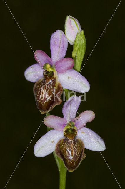 Ophrys aveyronensis