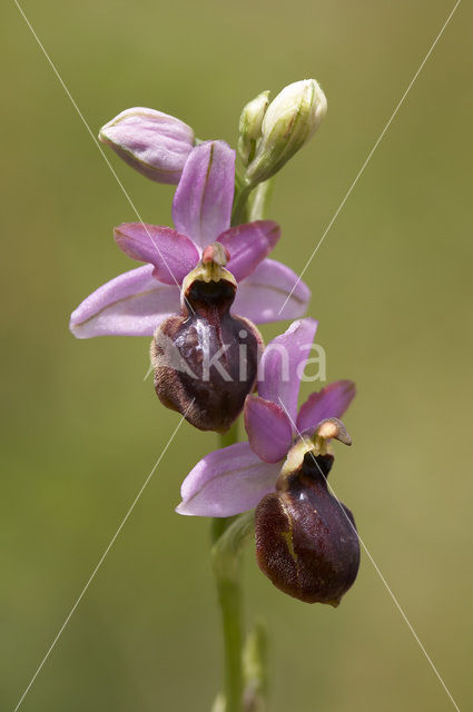 Ophrys aveyronensis