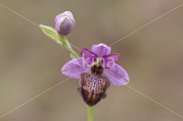 Ophrys aveyronensis