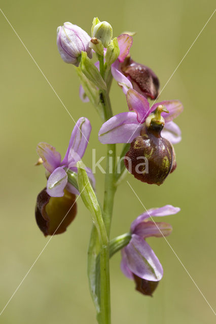 Ophrys aveyronensis