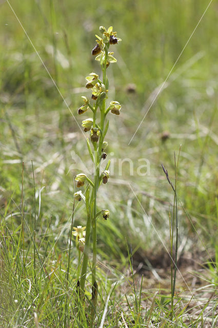 Ophrys aveyronensis