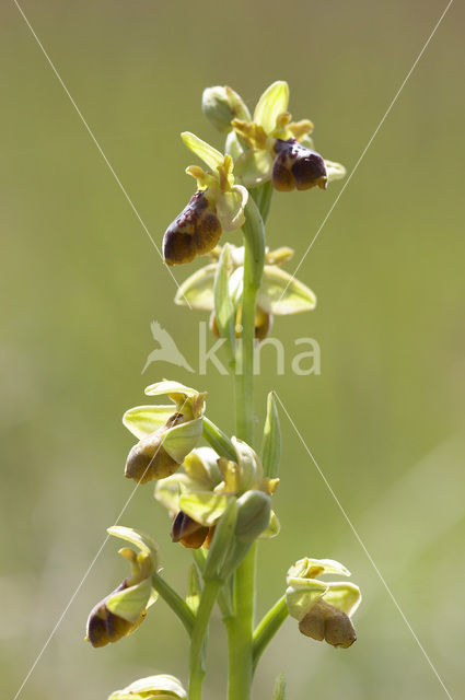 Ophrys aveyronensis