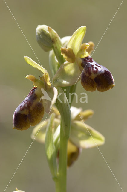 Ophrys aveyronensis