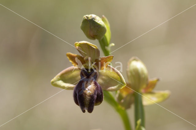 Ophrys aveyronensis