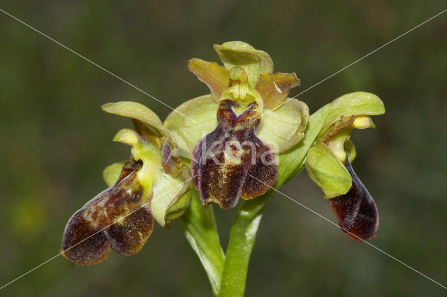 Ophrys aveyronensis