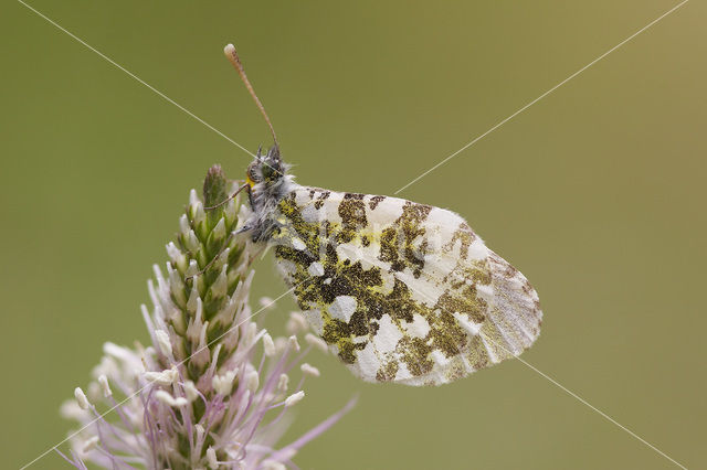 Oranjetipje (Anthocharis cardamines)