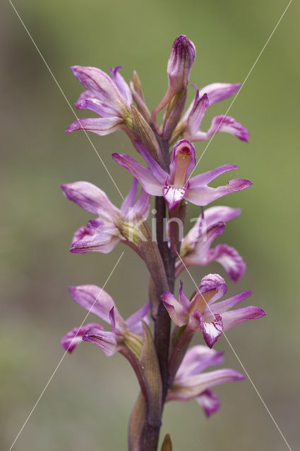 Violet limodore (Limodorum abortivum)