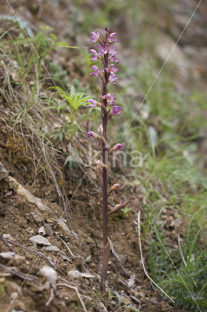 Violet limodore (Limodorum abortivum)