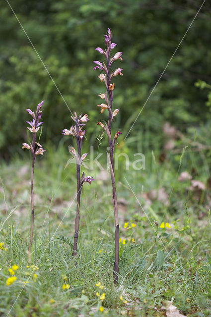 Violet limodore (Limodorum abortivum)