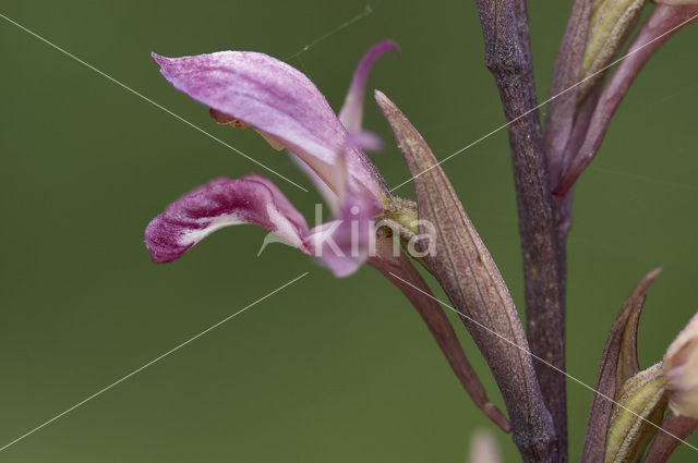Paarse Aspergeorchis (Limodorum abortivum)