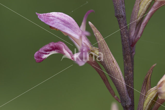 Violet limodore (Limodorum abortivum)