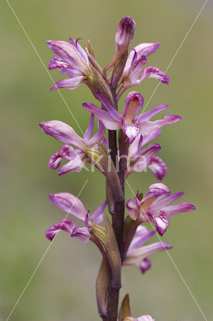 Violet limodore (Limodorum abortivum)