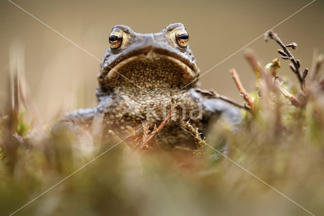 Toad (Bufo margaritifera)
