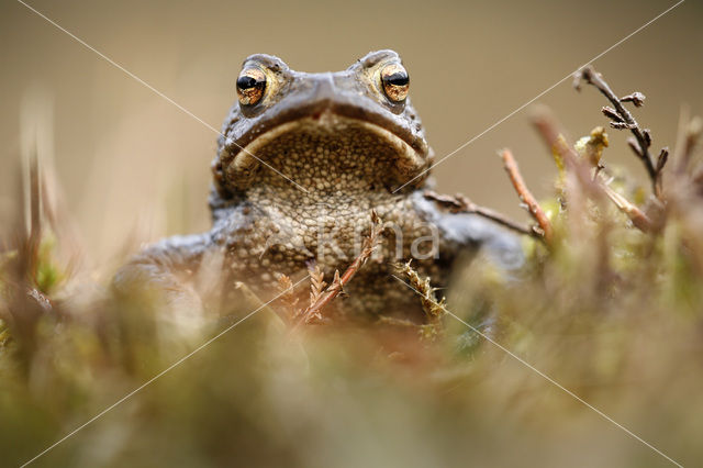 Pad (Bufo margaritifera)