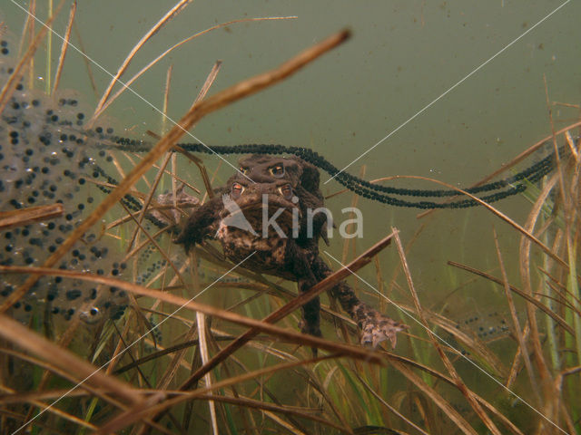 Toad (Bufo margaritifera)