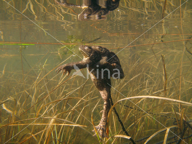 Pad (Bufo margaritifera)