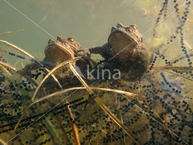 Pad (Bufo margaritifera)