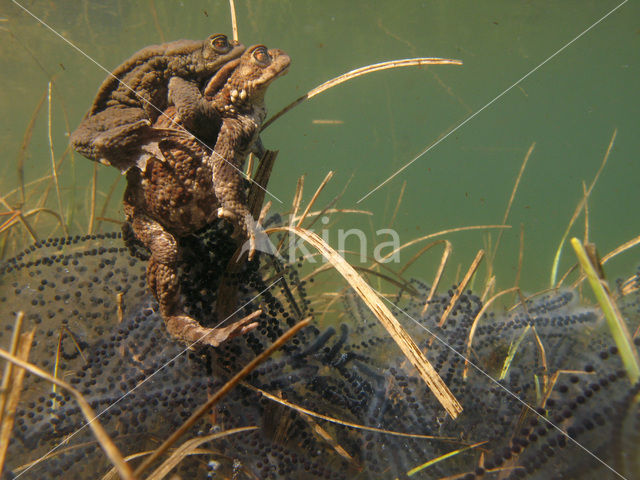 Toad (Bufo margaritifera)