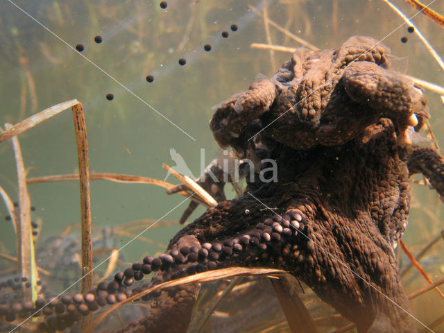 Toad (Bufo margaritifera)
