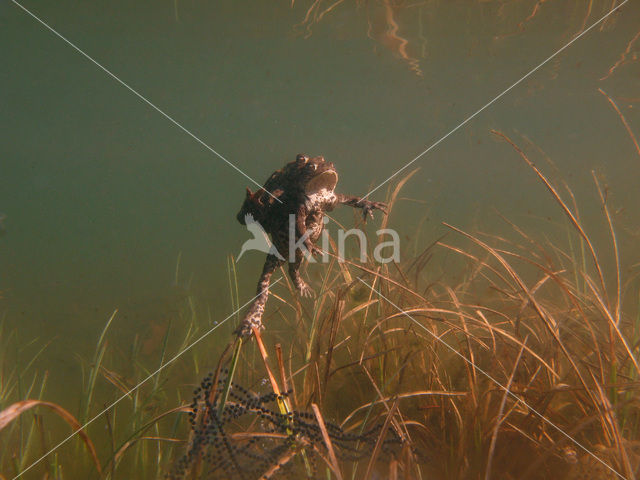 Pad (Bufo margaritifera)