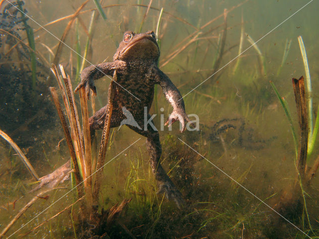 Pad (Bufo margaritifera)