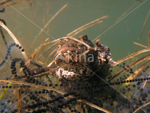 Pad (Bufo margaritifera)