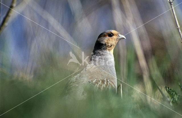 Grey Partridge (Perdix perdix)